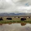 Manada de Yaks Manada de Yaks