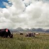 Manada de Yaks Manada de Yaks