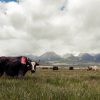 Yak Yak