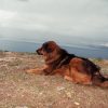 Mastín tibetano Mastín tibetano